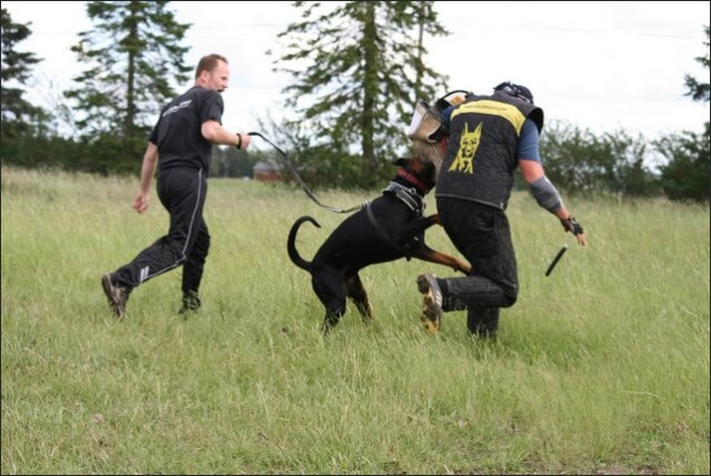 Training in Finland 6/2008