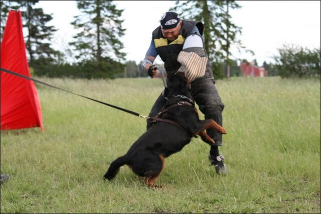 Training in Finland 6/2008