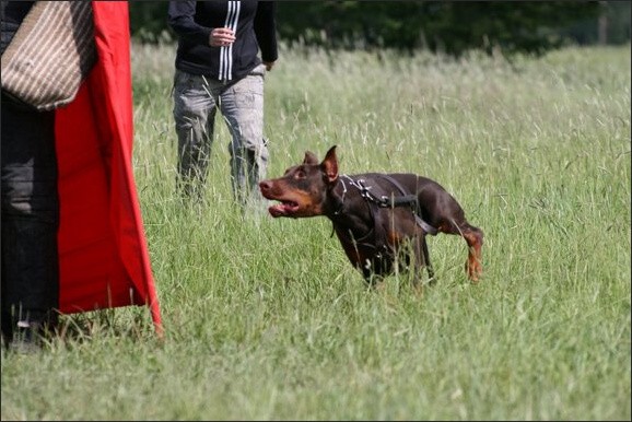 Training in Finland 6/2008