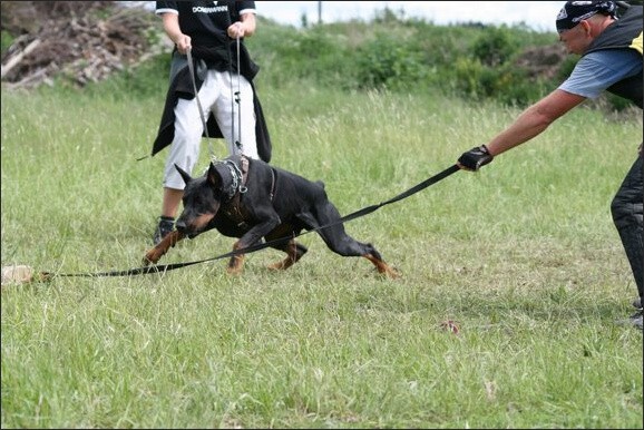 Training in Finland 6/2008