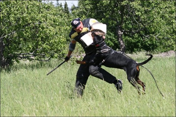 Training in Finland 6/2008