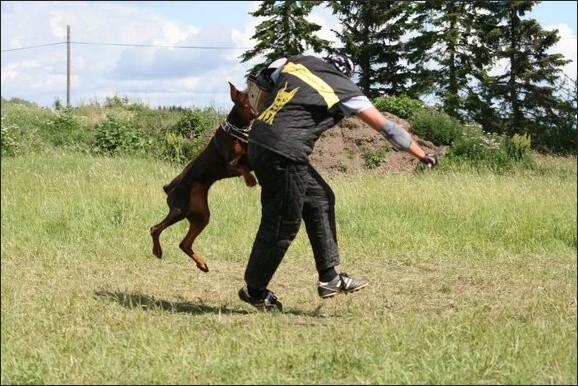 Training in Finland 6/2008