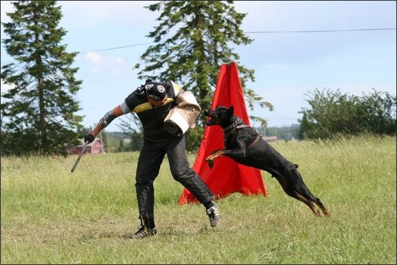 Training in Finland 6/2008