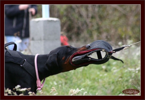 Training in Hungary 10/2007