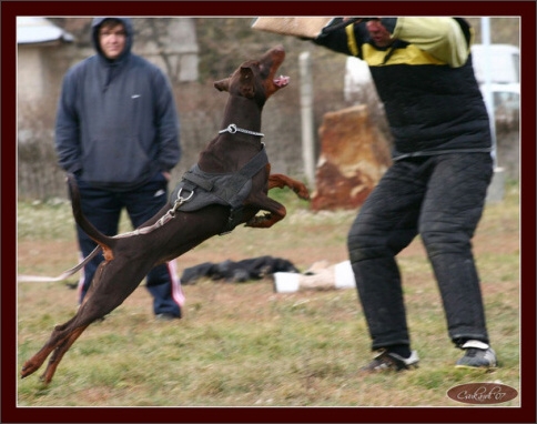 Training in Hungary 10/2007