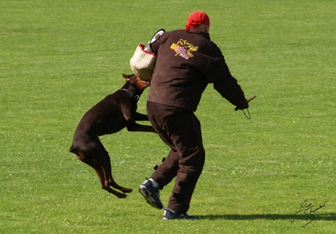 IDC World championship 2007