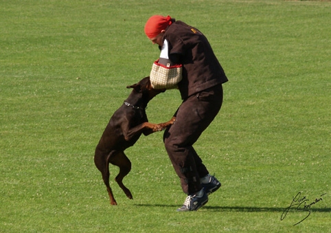 IDC World championship 2007