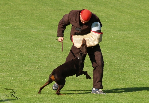 IDC World championship 2007