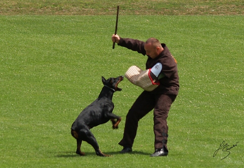 IDC World championship 2007