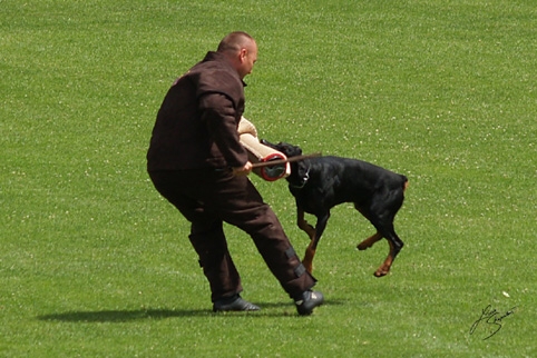 IDC World championship 2007