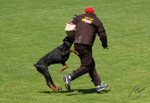 IDC World championship 2007