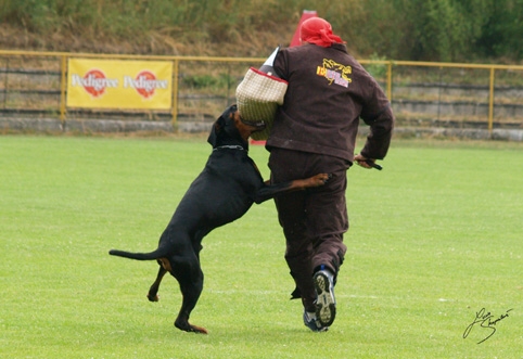 IDC World championship 2007