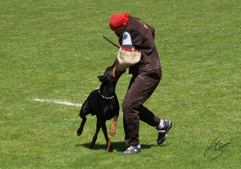 IDC World championship 2007