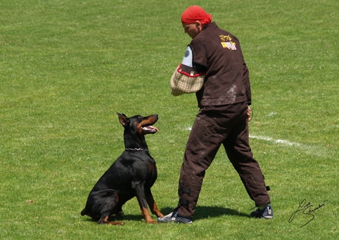 IDC World championship 2007