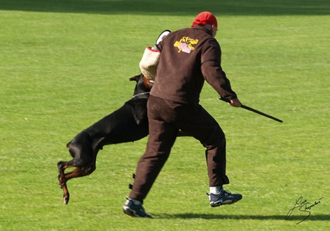 IDC World championship 2007