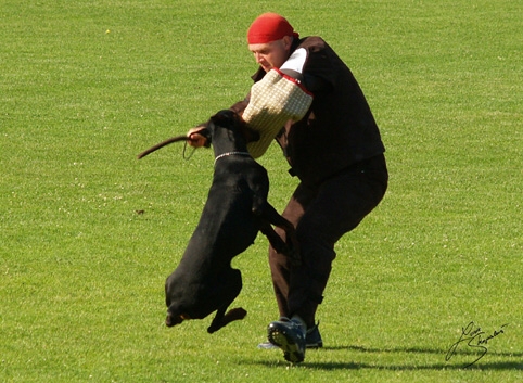 IDC World championship 2007