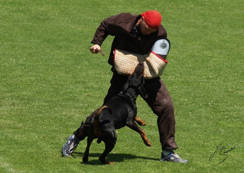 IDC World championship 2007