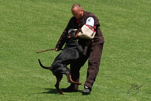 IDC World championship 2007