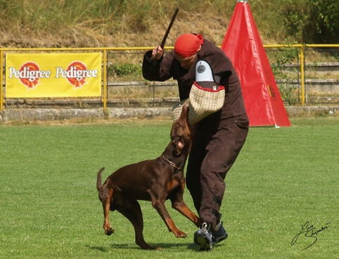 IDC World championship 2007