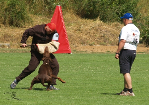 IDC World championship 2007