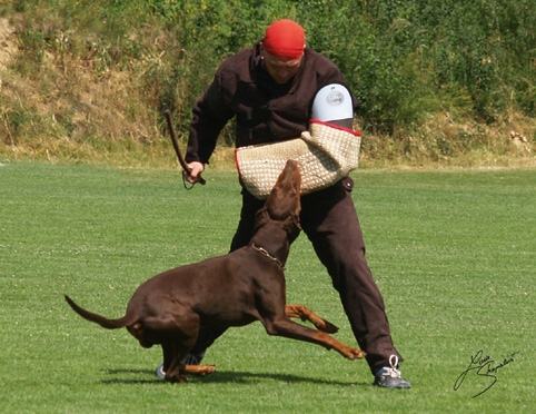 IDC World championship 2007