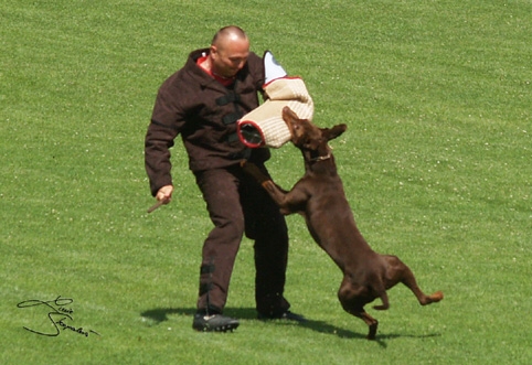 IDC World championship 2007