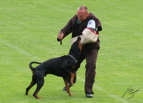 IDC World championship 2007