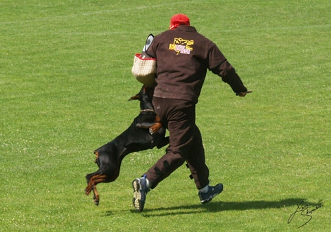 IDC World championship 2007