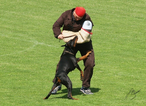 IDC World championship 2007