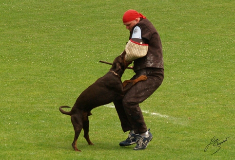 IDC World championship 2007