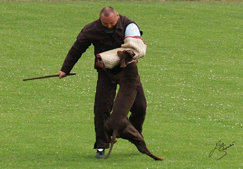 IDC World championship 2007