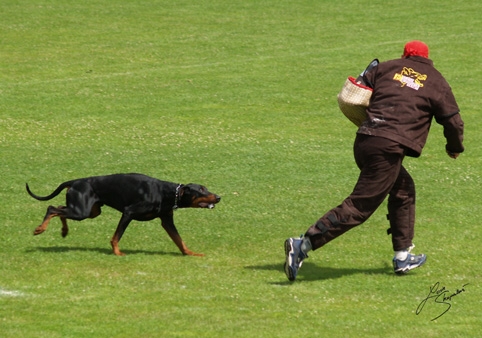 IDC World championship 2007