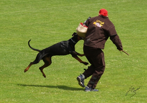 IDC World championship 2007