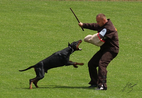 IDC World championship 2007