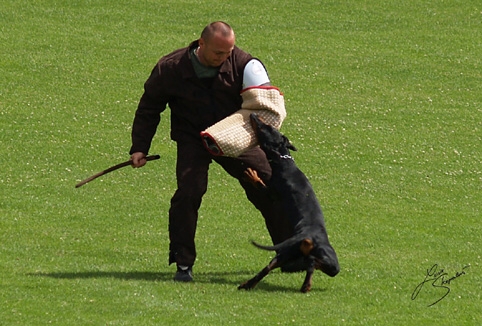 IDC World championship 2007