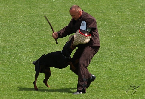 IDC World championship 2007