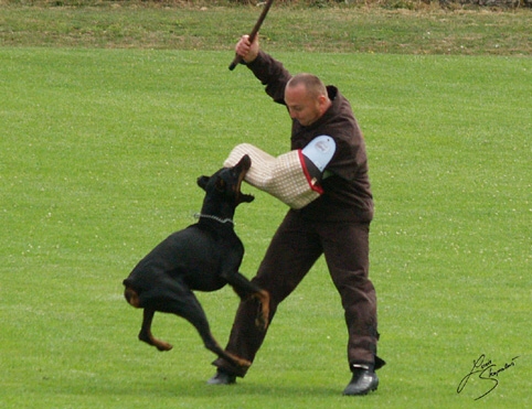 IDC World championship 2007