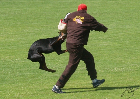 IDC World championship 2007