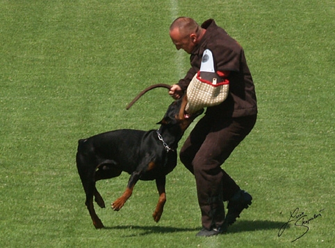 IDC World championship 2007