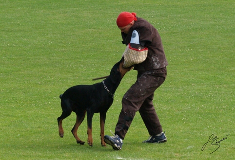 IDC World championship 2007