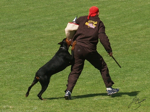 IDC World championship 2007