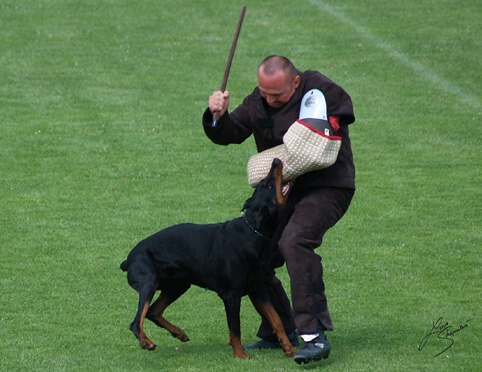 IDC World championship 2007