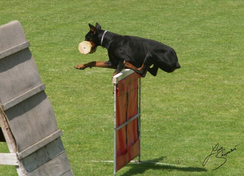 IDC World championship 2007