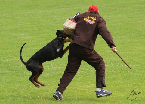 IDC World championship 2007