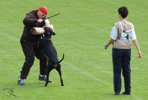 IDC World championship 2007