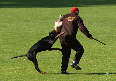 IDC World championship 2007