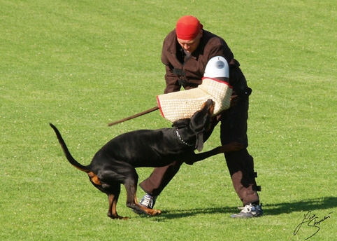 IDC World championship 2007