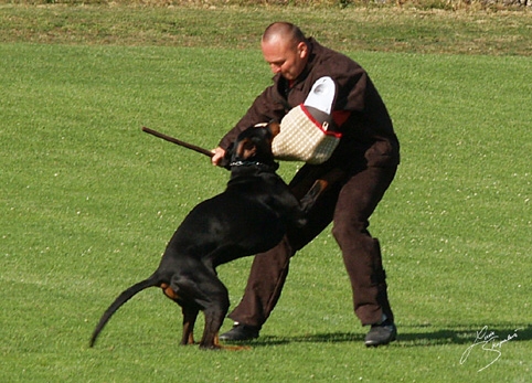 IDC World championship 2007