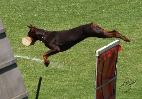 IDC World championship 2007