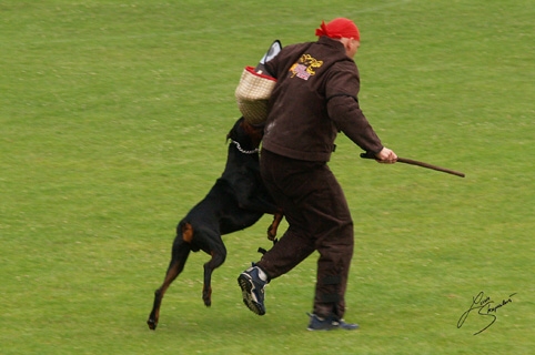 IDC World championship 2007